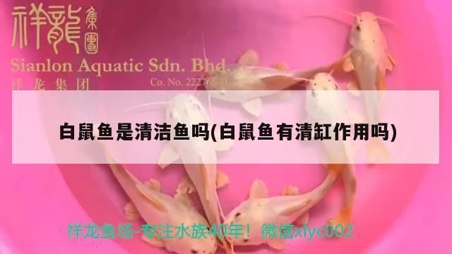 龍魚鱗片有縫隙能吃食嗎vs祥龍魚場：龍魚鱗片有縫隙能吃食嗎