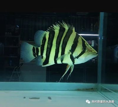 印尼虎和蘇虎哪個厲害：印尼虎和蘇虎哪個厲害的區(qū)別