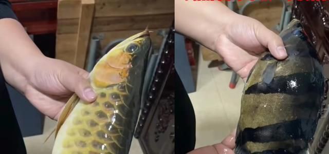 金龍魚換水前后行為對比：金龍魚在更換水體前后的行為變化引起了廣泛關注