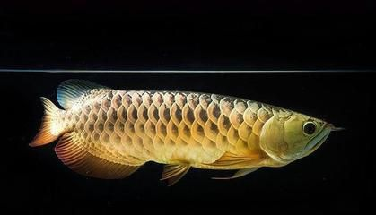 魟魚繁殖池設計：魟魚繁殖池的設計