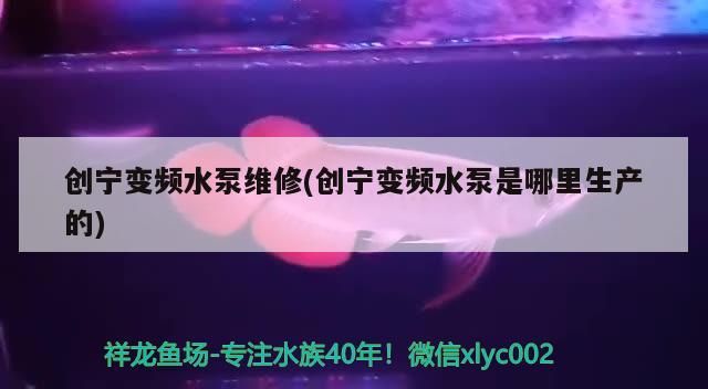 紅龍魚用黃燈烤有用嗎 創(chuàng)寧變頻水泵維修(創(chuàng)寧變頻水泵是哪里生產(chǎn)的) 創(chuàng)寧水族 創(chuàng)寧變頻水泵維修(創(chuàng)寧變頻水泵是哪里生產(chǎn)的) 創(chuàng)寧變頻水泵維修(創(chuàng)寧變頻水泵是哪里生產(chǎn)的) 創(chuàng)寧水族