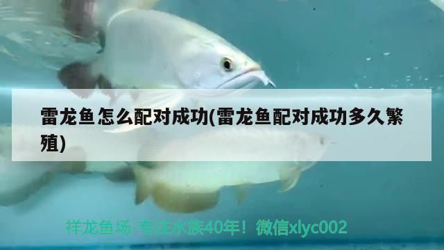 雷龍魚怎么配對成功(雷龍魚配對成功多久繁殖)