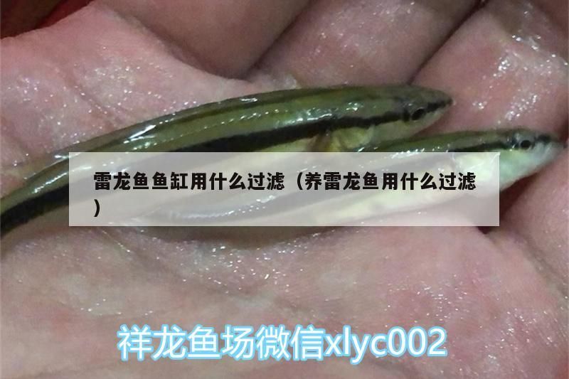 雷龍魚魚缸用什么過濾（養雷龍魚用什么過濾）