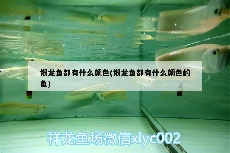 銀龍魚都有什么顏色(銀龍魚都有什么顏色的魚) 銀龍魚都有什么顏色(銀龍魚都有什么顏色的魚) 銀龍魚百科
