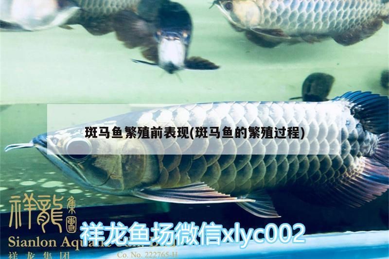 斑馬魚(yú)繁殖前表現(xiàn)(斑馬魚(yú)的繁殖過(guò)程)