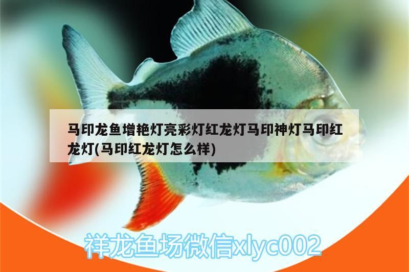 馬印龍魚(yú)增艷燈亮彩燈紅龍燈馬印神燈馬印紅龍燈(馬印紅龍燈怎么樣)