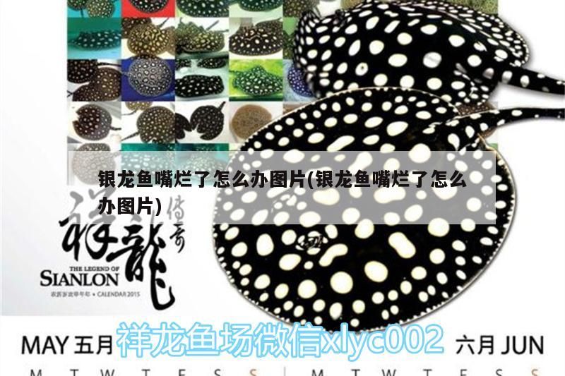 銀龍魚嘴爛了怎么辦圖片(銀龍魚嘴爛了怎么辦圖片)