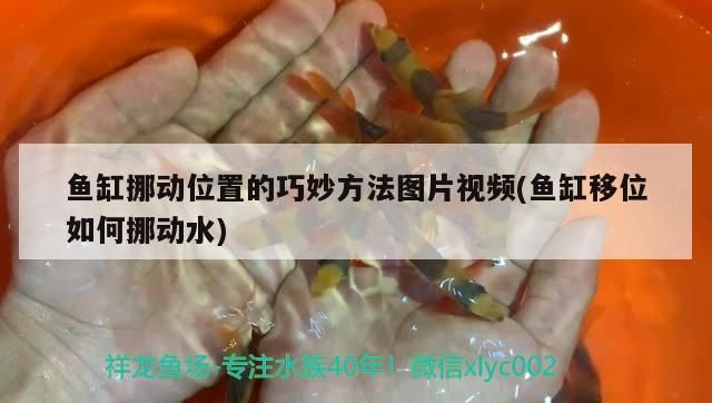 魚缸挪動(dòng)位置的巧妙方法圖片視頻(魚缸移位如何挪動(dòng)水)
