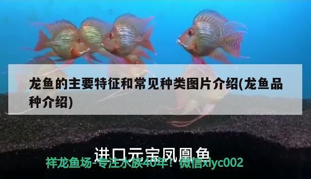 龍魚做掉眼手術難嗎（金龍魚掉眼怎么防治）