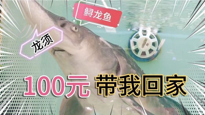 水族館買魚嗎：水族館購買紅龍魚注意事項