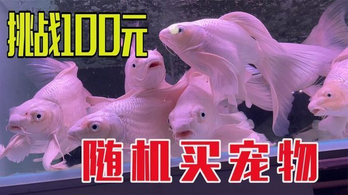 水族館買魚嗎：水族館購買紅龍魚注意事項