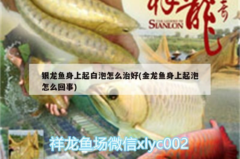 銀龍魚身上起白泡怎么治好(金龍魚身上起泡怎么回事)