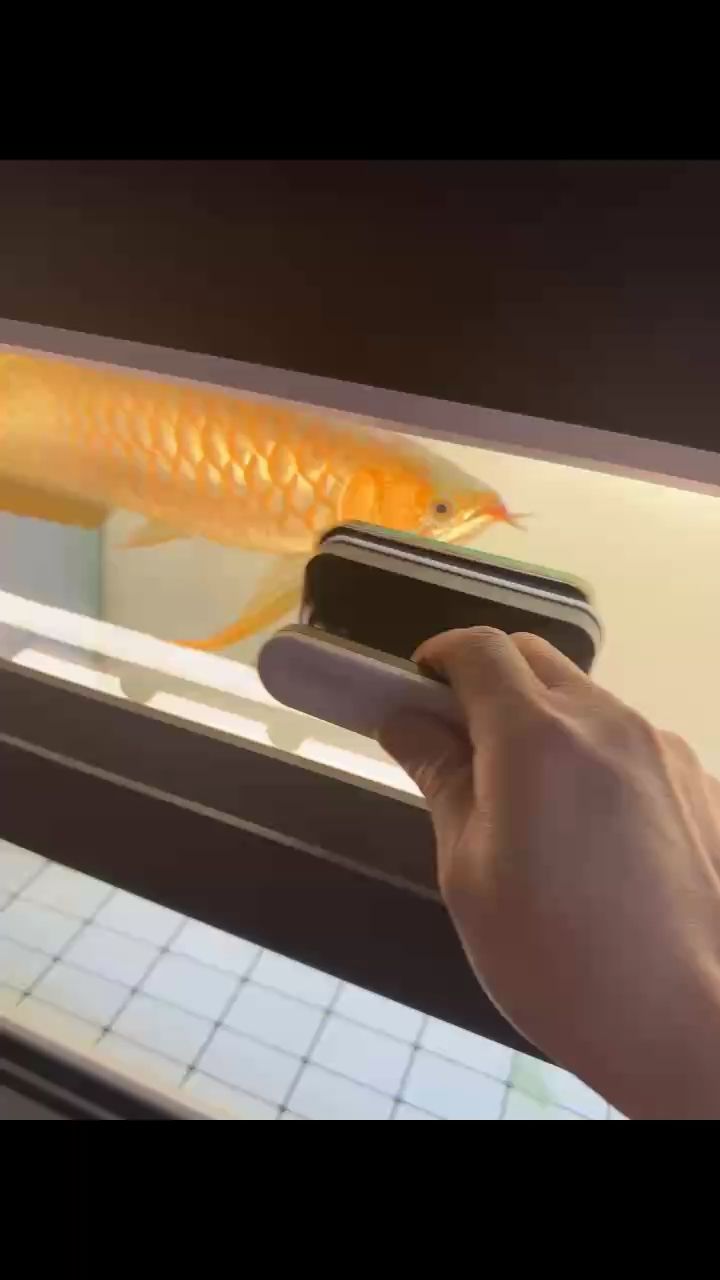 擦魚缸你也來搗亂
