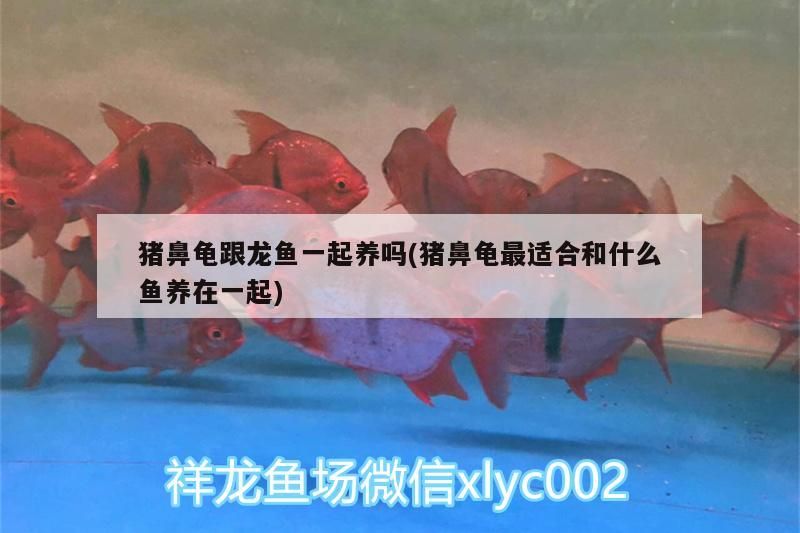 豬鼻龜跟龍魚一起養嗎(豬鼻龜最適合和什么魚養在一起)