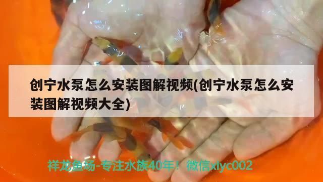 創寧水泵怎么安裝圖解視頻(創寧水泵怎么安裝圖解視頻大全)