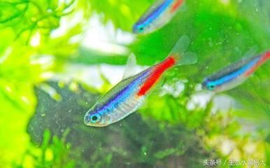 白色的小型觀賞魚是什么魚（白色小型觀賞魚可能有以下幾種：黑瑪麗魚，黑瑪麗魚）