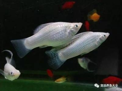 白色的小型觀賞魚是什么魚（白色小型觀賞魚可能有以下幾種：黑瑪麗魚，黑瑪麗魚）