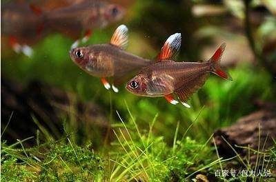 白色的小型觀賞魚是什么魚（白色小型觀賞魚可能有以下幾種：黑瑪麗魚，黑瑪麗魚）