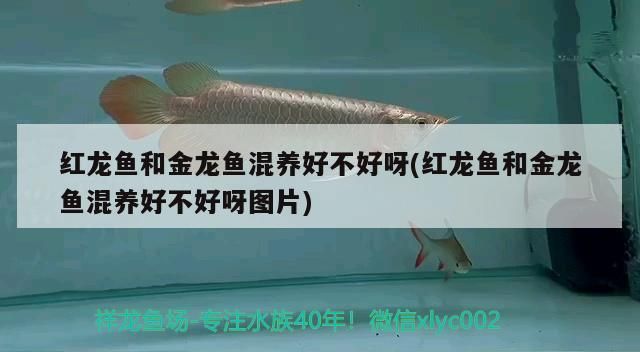 紅龍魚和金龍魚混養(yǎng)好不好呀(紅龍魚和金龍魚混養(yǎng)好不好呀圖片)
