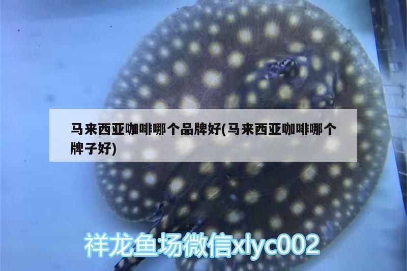 馬來西亞咖啡哪個品牌好(馬來西亞咖啡哪個牌子好)