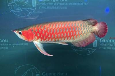 2024廣州世界觀賞魚珍品大觀：2020年廣州世界觀賞魚珍品大觀