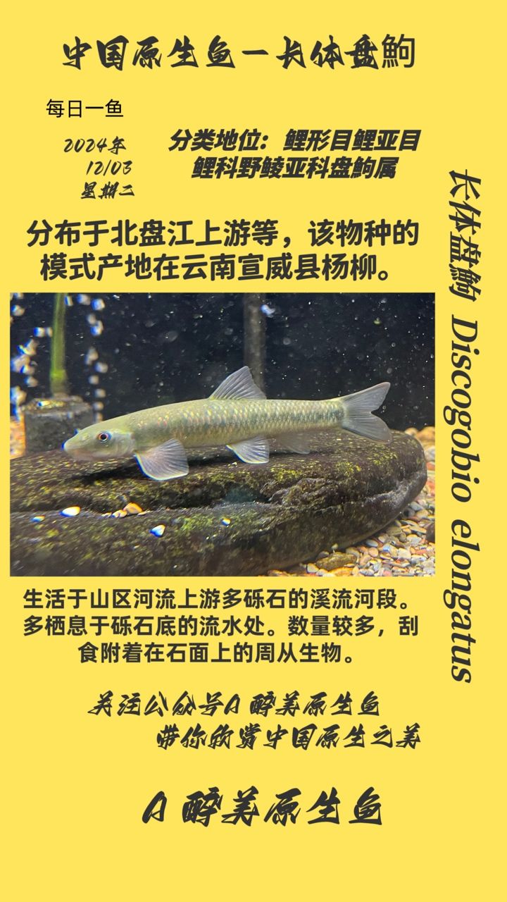 長體盤鮈