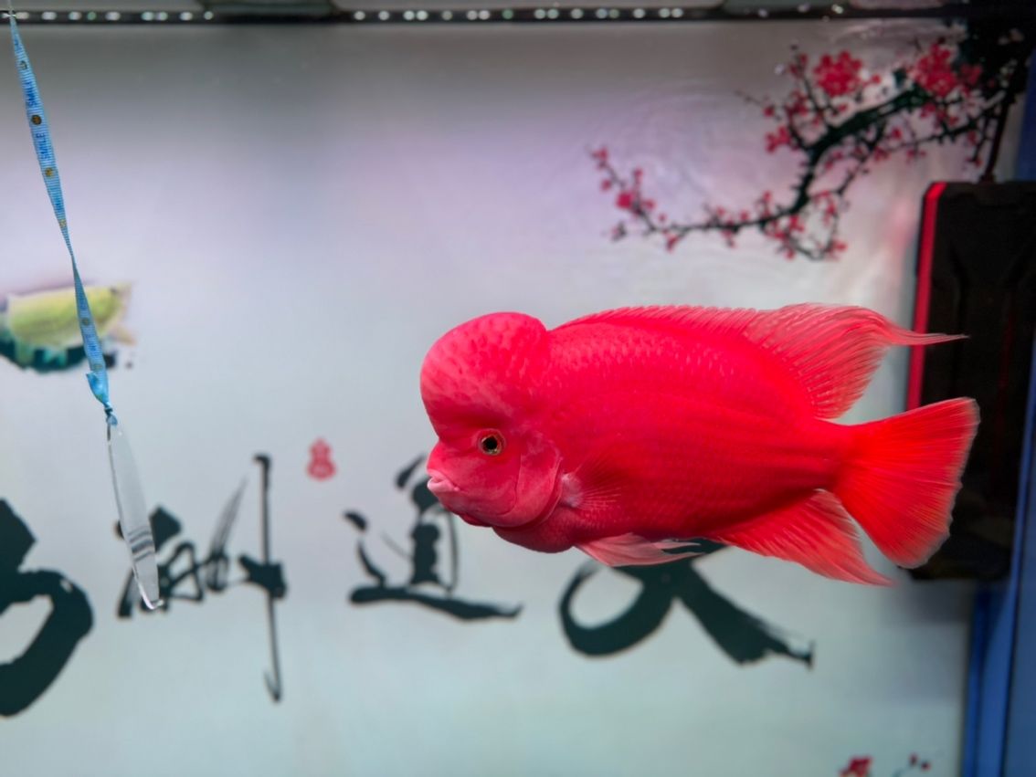 紅馬日記！更新啦