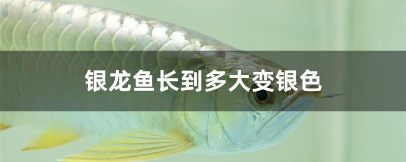銀龍魚長到多大變銀色