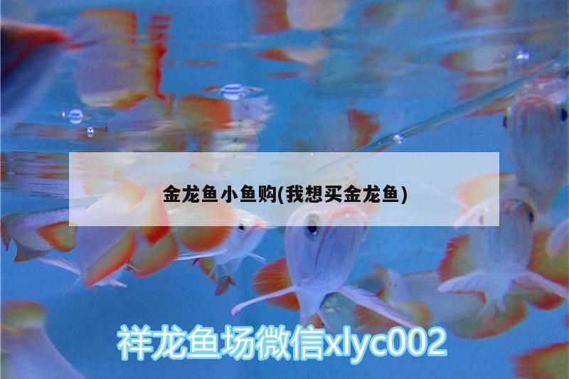 金龍魚小魚購(我想買金龍魚)