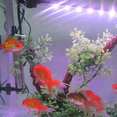魚缸造景效果圖幽靈仙境（魚缸造景效果圖幽靈仙境怎么做）