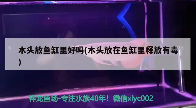 木頭放魚缸里好嗎(木頭放在魚缸里釋放有毒)