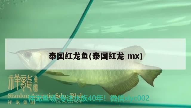 泰國紅龍魚(泰國紅龍mx)