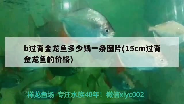 b過背金龍魚多少錢一條圖片(15cm過背金龍魚的價(jià)格)