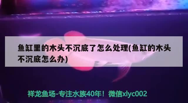 魚缸里的木頭不沉底了怎么處理(魚缸的木頭不沉底怎么辦)