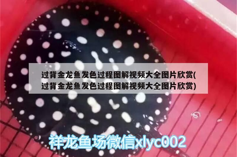魚缸 過背金龍魚發(fā)色過程圖解視頻大全圖片欣賞(過背金龍魚發(fā)色過程圖解視頻大全圖片欣賞) 金龍魚百科 過背金龍魚發(fā)色過程圖解視頻大全圖片欣賞(過背金龍魚發(fā)色過程圖解視頻大全圖片欣賞) 過背金龍魚發(fā)色過程圖解視頻大全圖片欣賞(過背金龍魚發(fā)色過程圖解視頻大全圖片欣賞) 金龍魚百科
