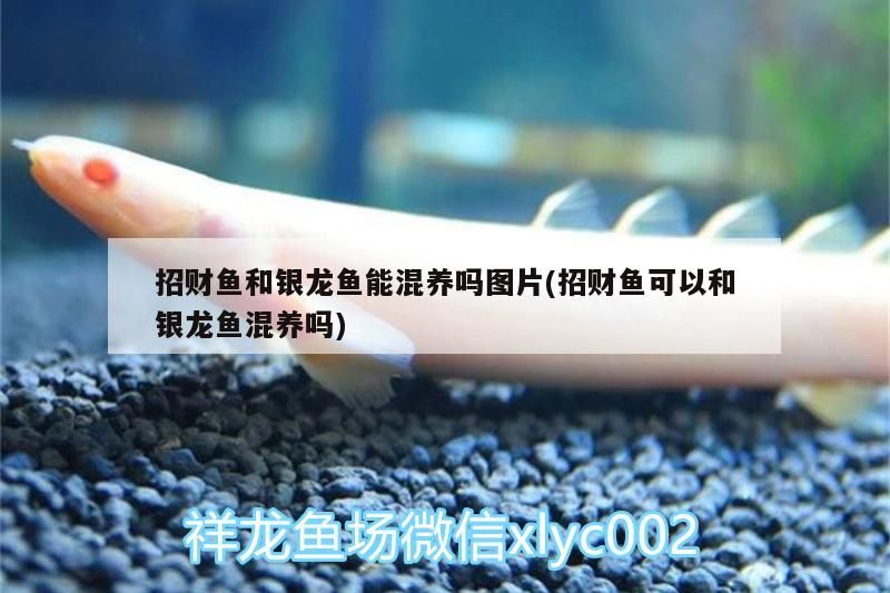 招財魚和銀龍魚能混養(yǎng)嗎圖片(招財魚可以和銀龍魚混養(yǎng)嗎)