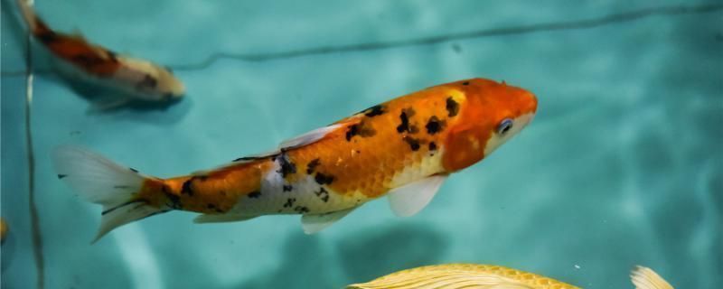 龍魚缸需要一直打氧嗎vs祥龍魚場：龍魚缸是否需要一直保持氧氣供應的問題