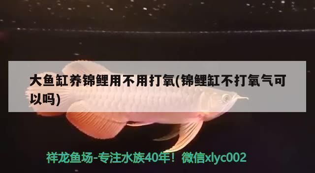 龍魚缸需要一直打氧嗎vs祥龍魚場：龍魚缸是否需要一直保持氧氣供應的問題