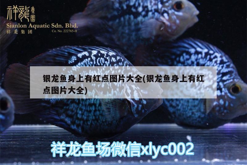 銀龍魚身上有紅點圖片大全(銀龍魚身上有紅點圖片大全)
