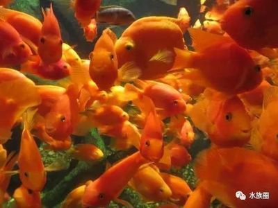 觀賞魚養殖技巧（觀賞魚的養殖技巧）