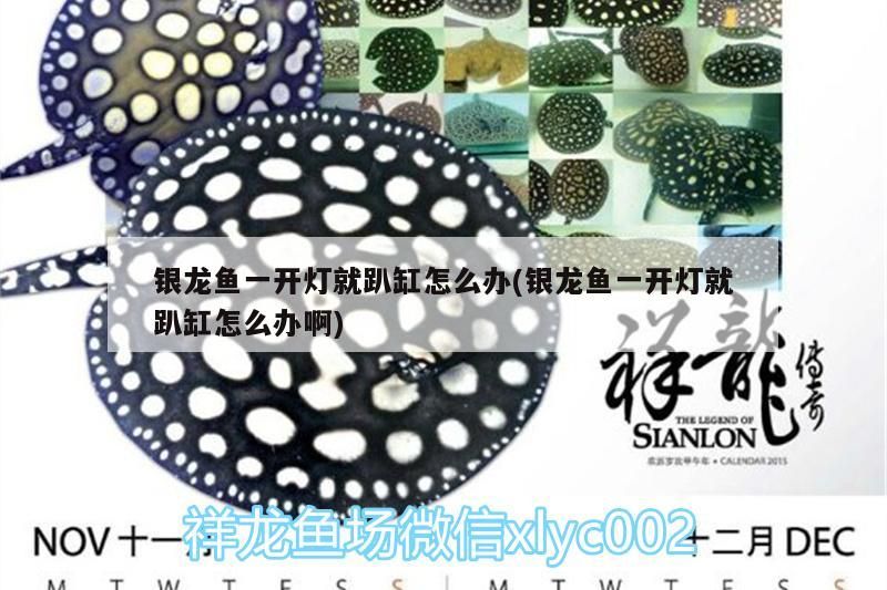 銀龍魚一開燈就趴缸怎么辦(銀龍魚一開燈就趴缸怎么辦啊)