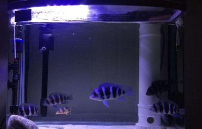 60的魚缸放多少陶瓷環：60厘米的魚缸應該放置多少陶瓷環