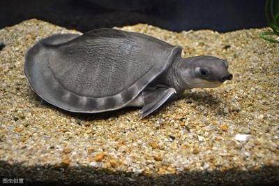 豬鼻龜那一年開始被保護：圖片大全集)豬鼻龜哪年開始保護動物的呢圖片大全集