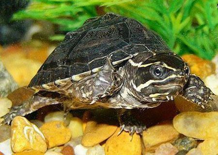 豬鼻龜那一年開始被保護：圖片大全集)豬鼻龜哪年開始保護動物的呢圖片大全集