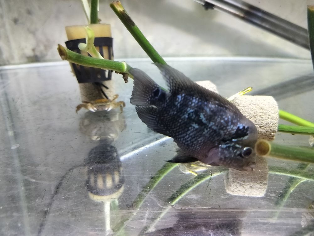 起黑絲綢了