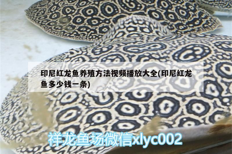 印尼紅龍魚養(yǎng)殖方法視頻播放大全(印尼紅龍魚多少錢一條)
