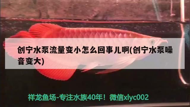 創寧水泵流量變小怎么回事兒啊(創寧水泵噪音變大)
