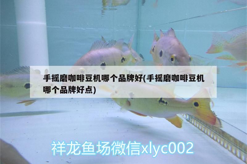 手搖磨咖啡豆機(jī)哪個(gè)品牌好(手搖磨咖啡豆機(jī)哪個(gè)品牌好點(diǎn))