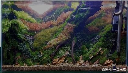 40厘米的魚缸造景圖：40厘米魚缸造景圖的信息：魚缸造景圖的信息和技巧 40厘米的魚缸造景圖：40厘米魚缸造景圖的信息：魚缸造景圖的信息和技巧 魚缸百科 第1張