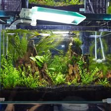 40厘米的魚缸造景圖：40厘米魚缸造景圖的信息：魚缸造景圖的信息和技巧 40厘米的魚缸造景圖：40厘米魚缸造景圖的信息：魚缸造景圖的信息和技巧 魚缸百科 第3張